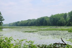 Hazy landscape