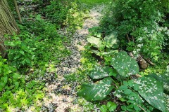 Trail dusted with flowers