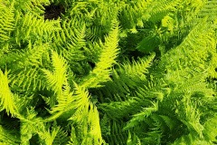 Ferns