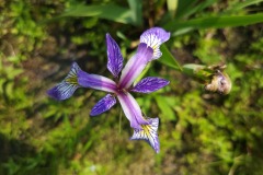 Blue flag iris