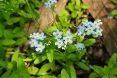Forget-me-nots