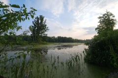 Evening pond I