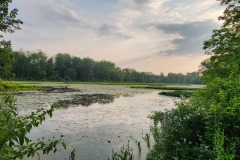 Evening pond II