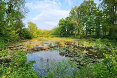 Vivid marsh