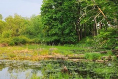 Shades of green