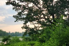 Oak