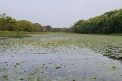 Lily pond