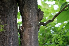 Tree frog in evening