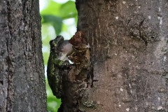 Tree frog - cropped