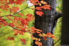 IMG_1593sm
