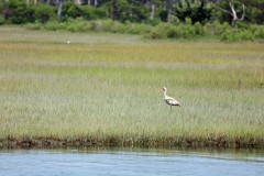 Ibis