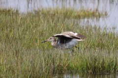 Willet