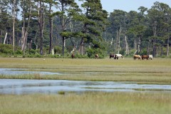 Ponies