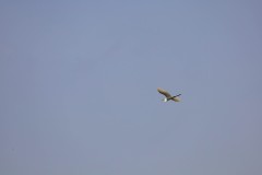 Egret