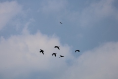 Seabirds