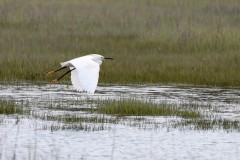 Snowy egret