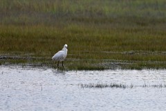 Snowy egret