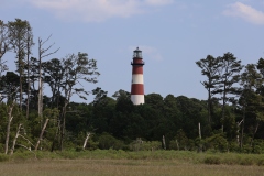 Lighthouse (staffed by vultures)