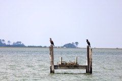 Cormorants