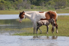 Assateague mare and foal
