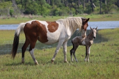 Assateague mare grooms her foal