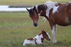 Assateague mare and foal