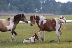 Assateague stallion approaches a mare