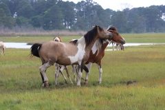 Assateague stallion advancing