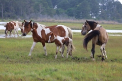 Assateague stallion pursuing a mare