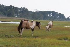 Assateague mare rejecting stallion's advance