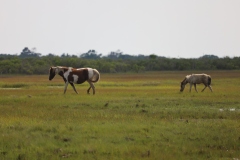 Assateague mare and foal