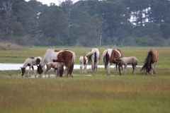 Assateague mares
