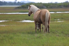 Assateague mare and foal