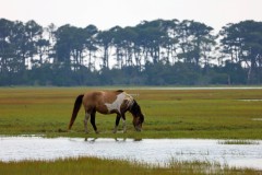 Assateague stallion