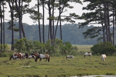 Assateague ponies