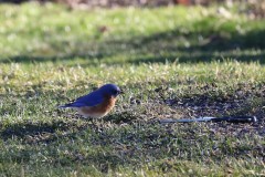 IMG_1928-2