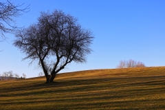 IMG_1940e