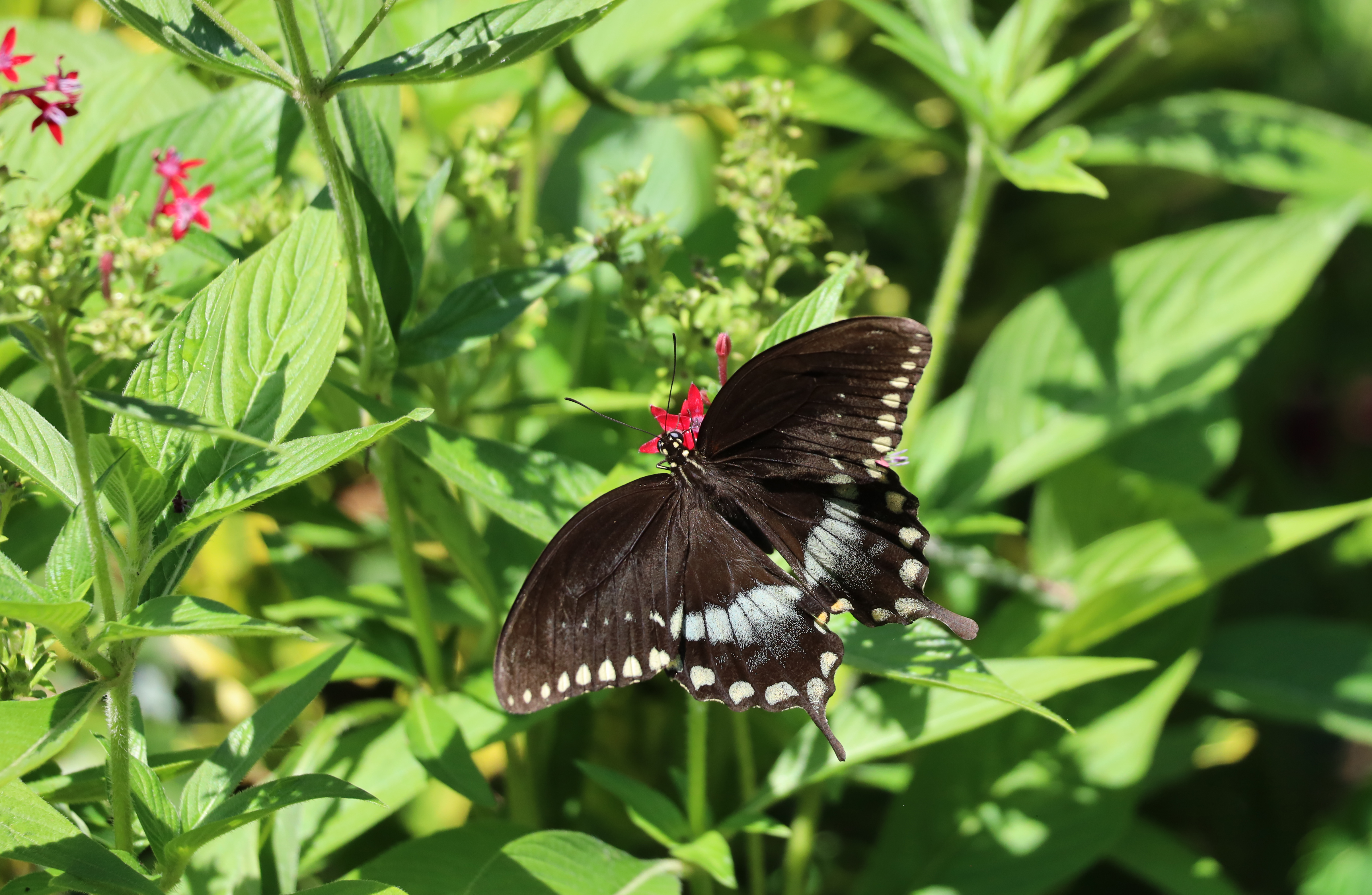 Black swallowtail