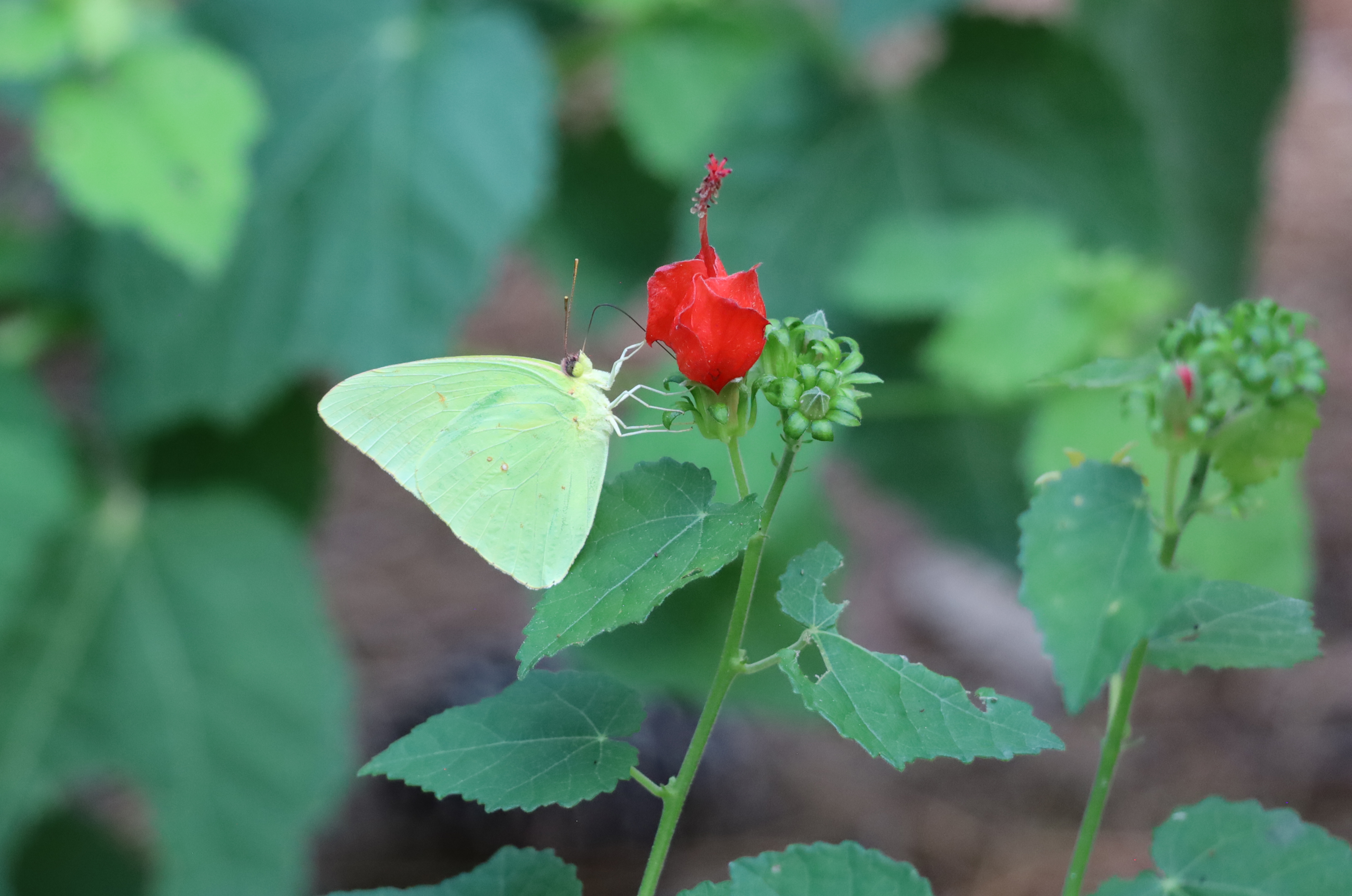Clouded sulphur