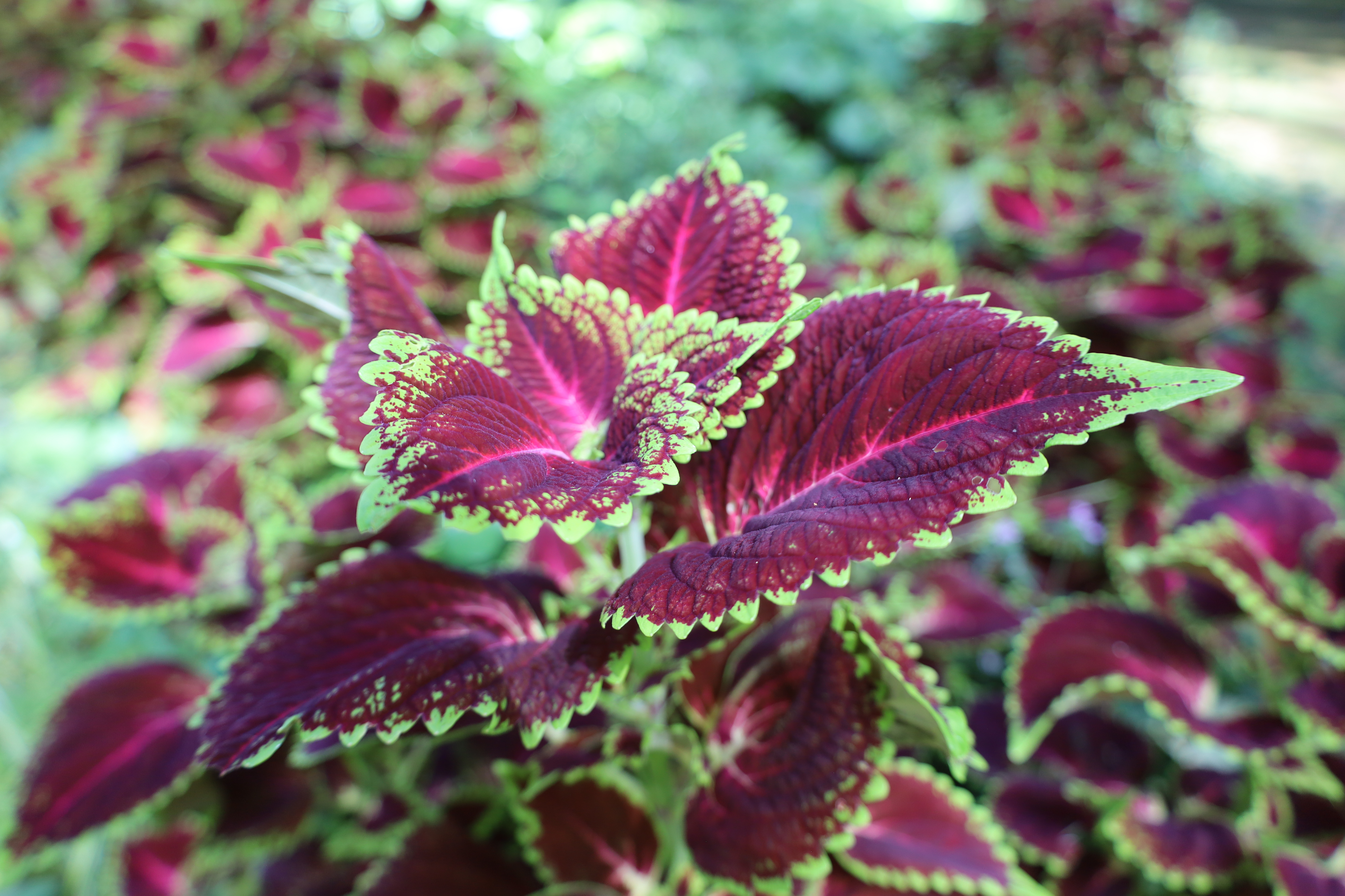 Coleus