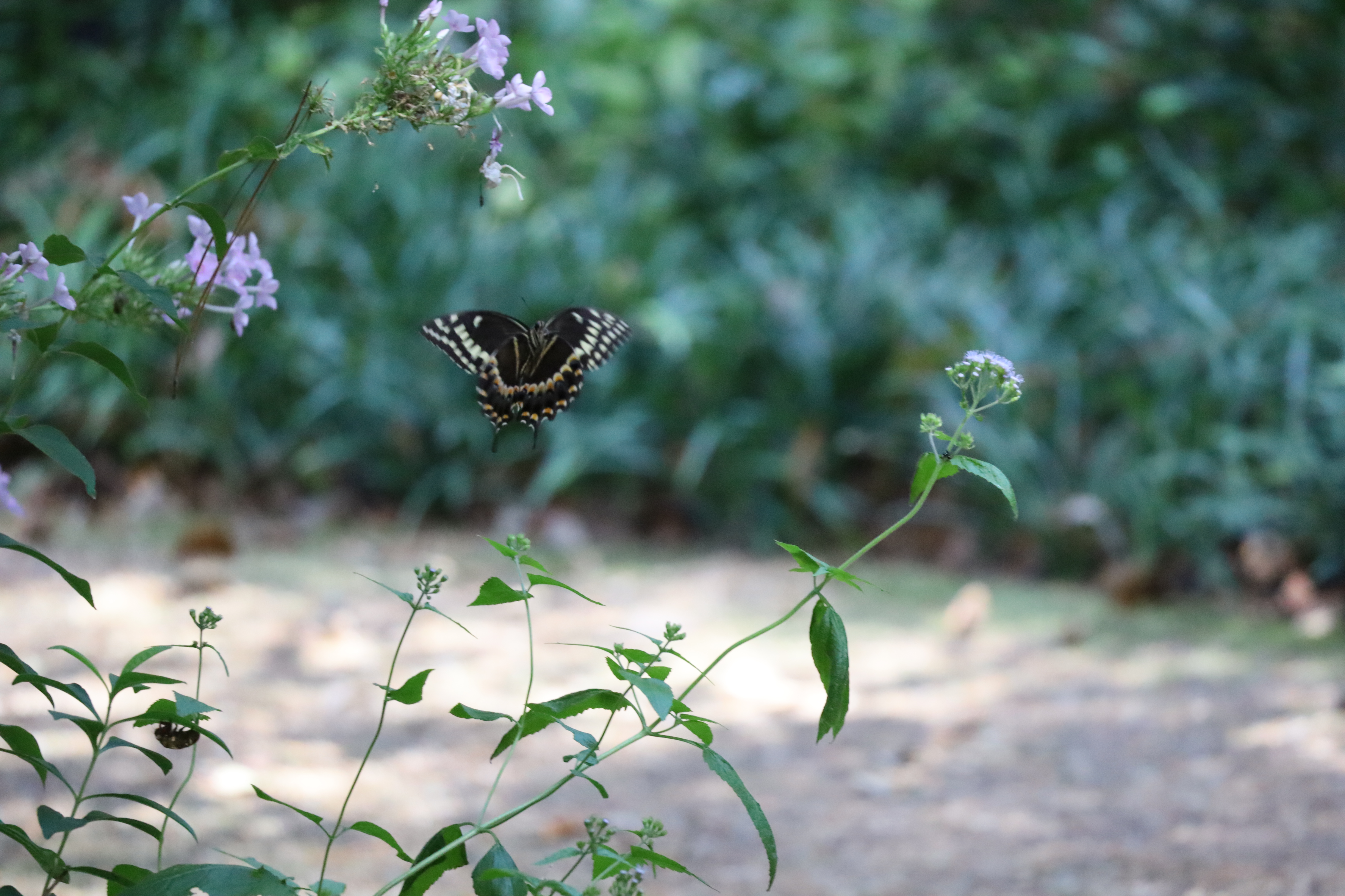 Black swallowtail2