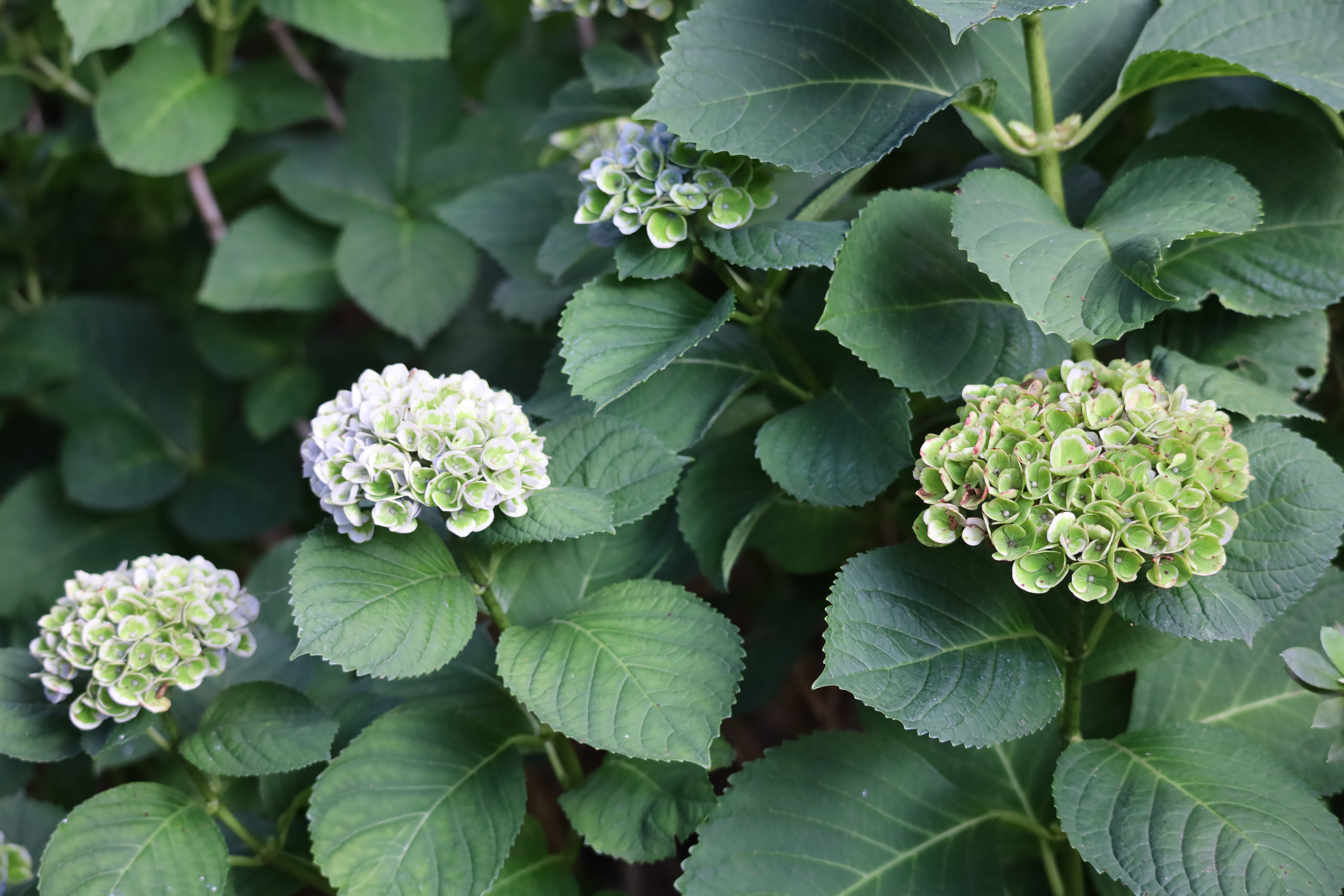 More blooms