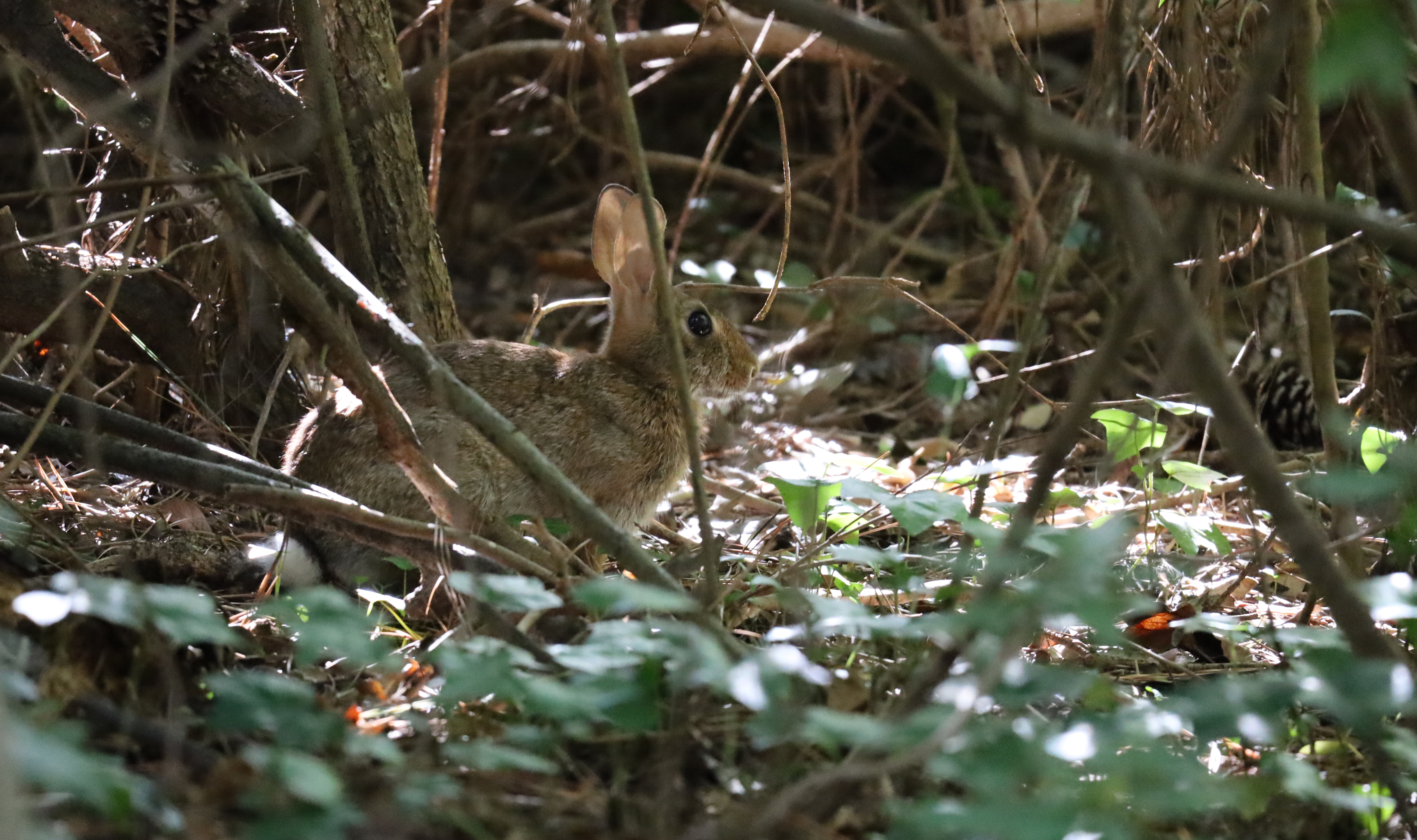 Rabbit