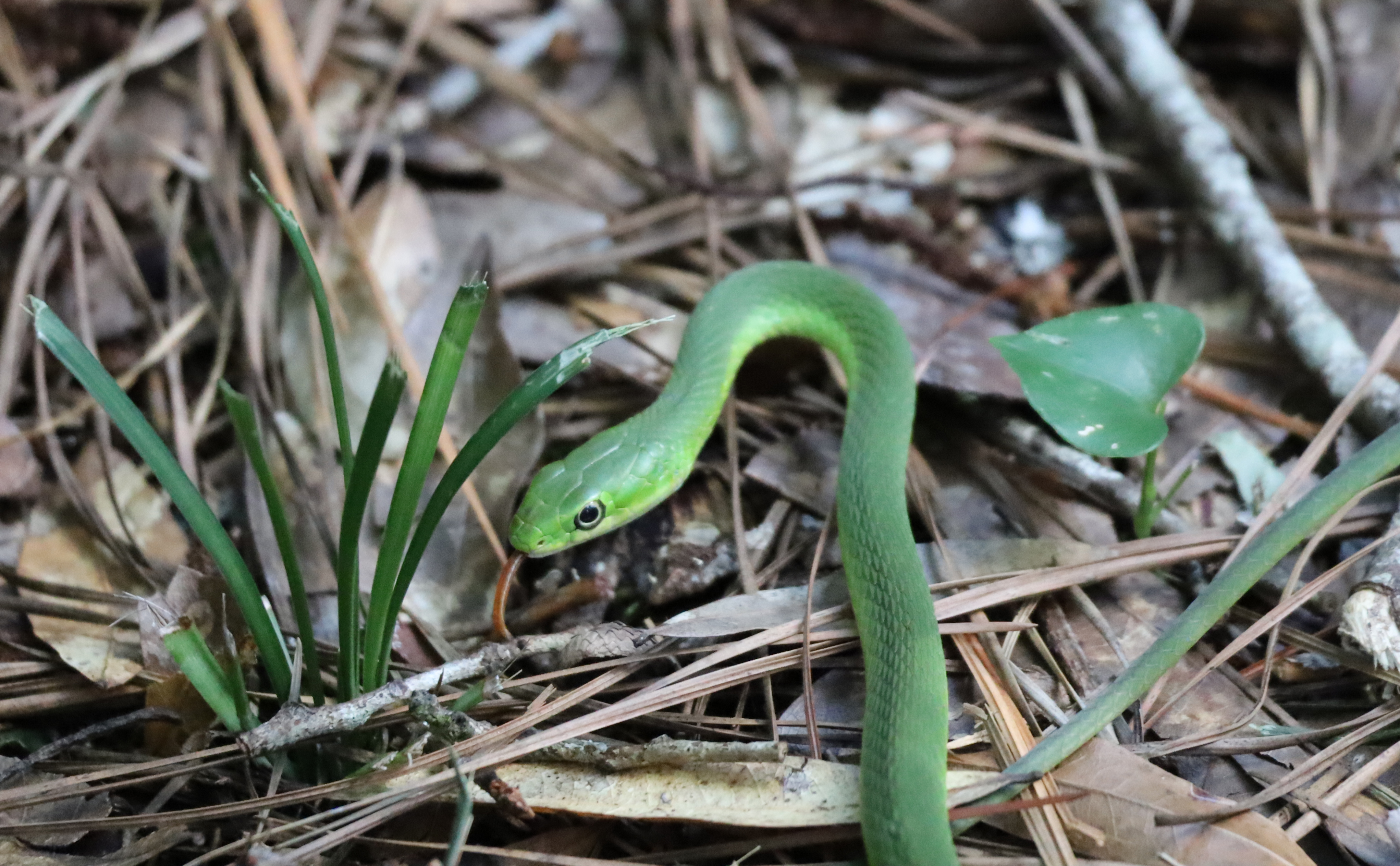 Snake2