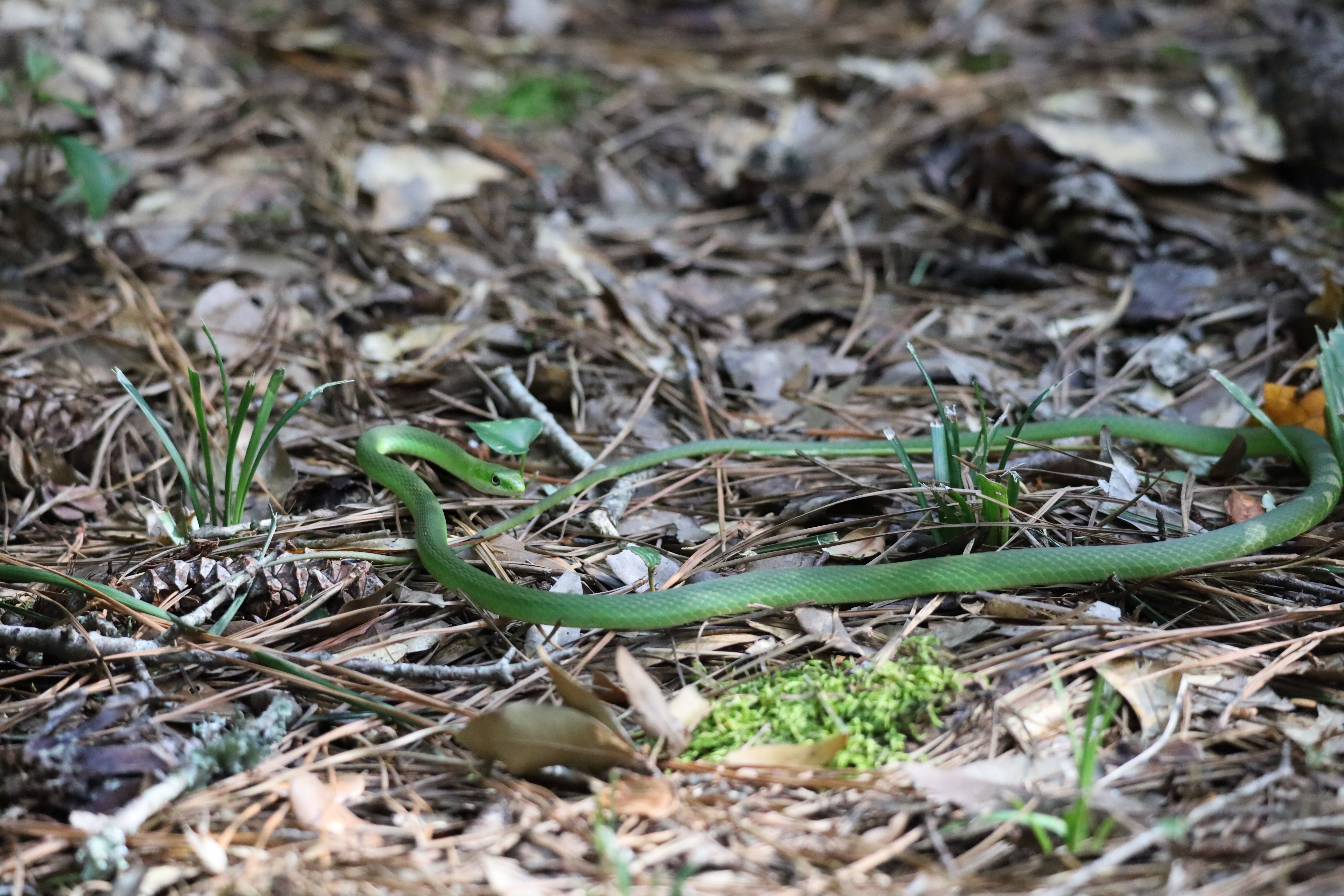 Snake3