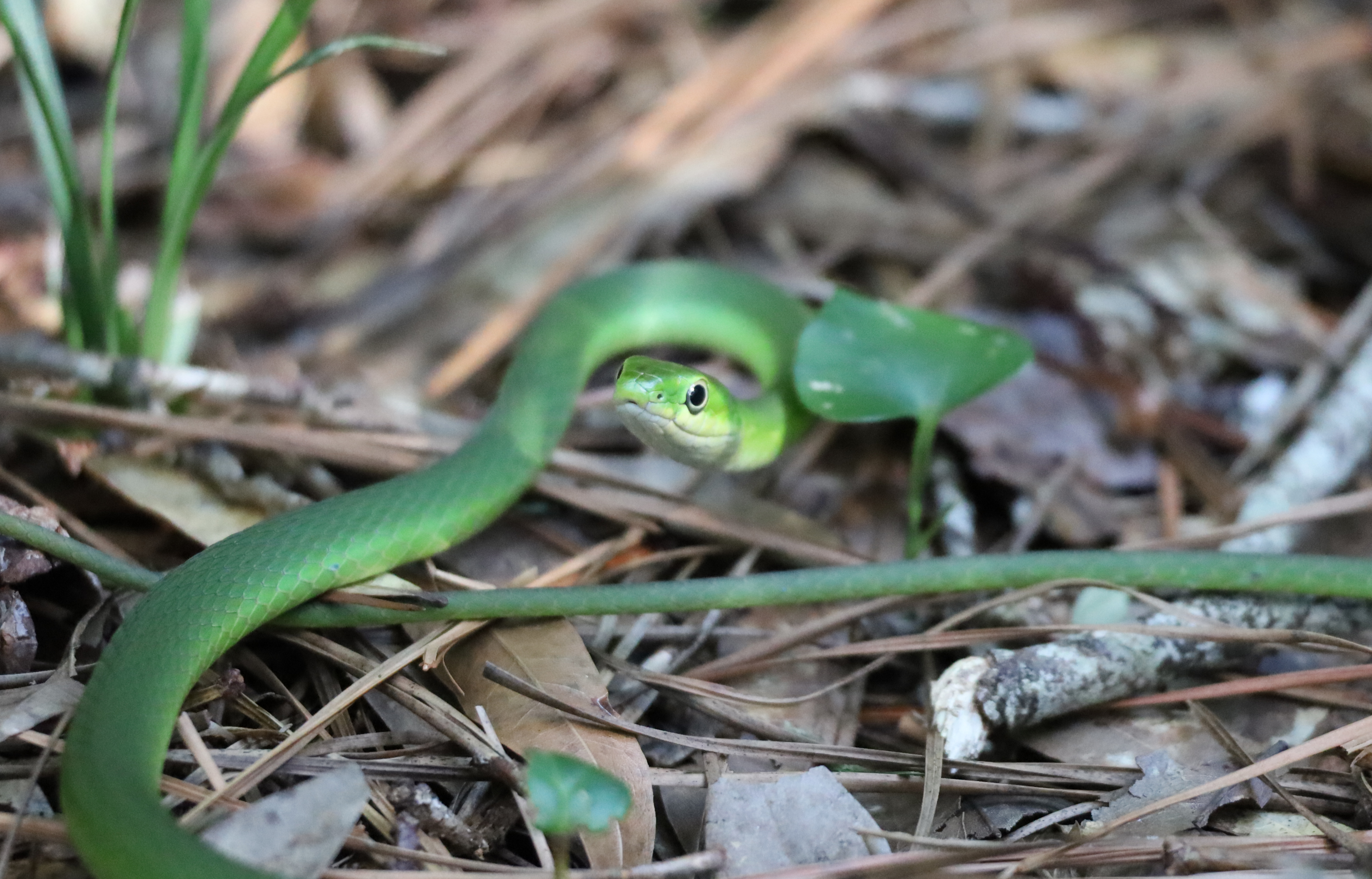 Snake in the garden