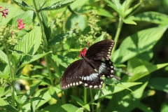 Black swallowtail