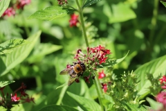 Bumble bee