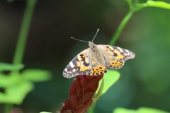 Painted lady