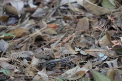 Lizard2